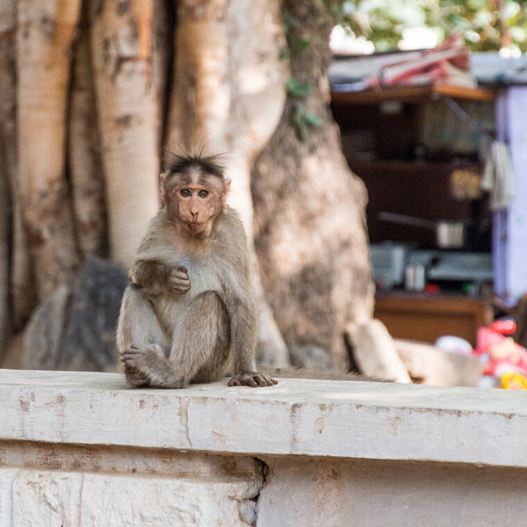 India 2014 - Hampi 051.jpg